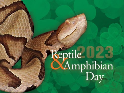 Vipers of the world featured in science museum’s Reptile and Amphibian Day, March 11