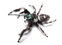 Black and white spider with bright blue on the head