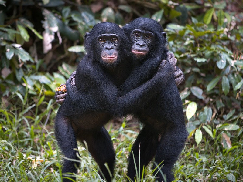 Two bonobos embracing in the forest.