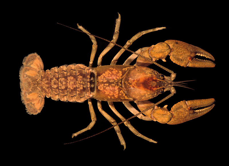 Falls crayfish