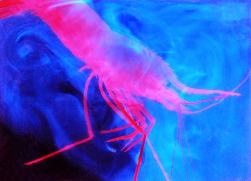 Deep-sea shrimp spewing bioluminescent fluid.