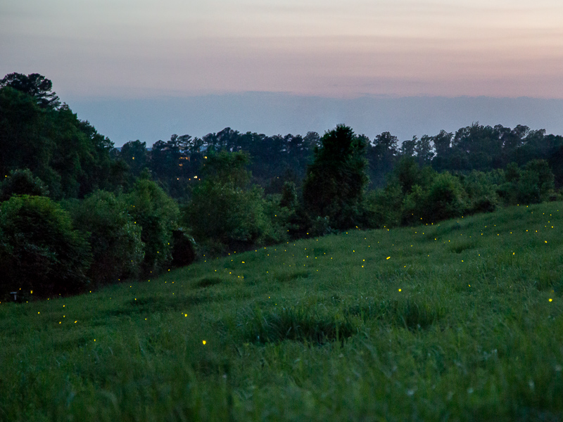 Fireflies at Prairie Ridge Ecostation