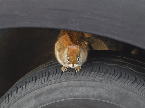 Eastern Grey Squirrel sitting on vehicle tire.