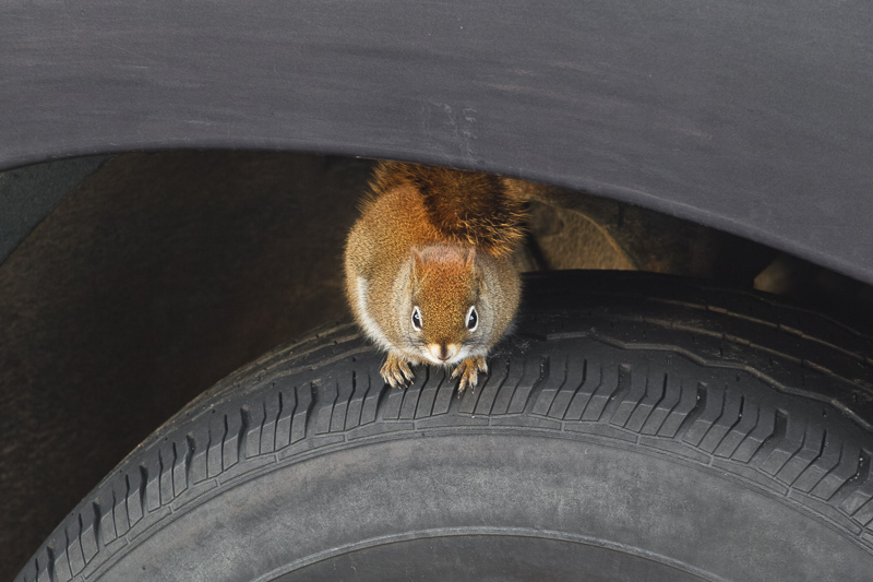 Eastern Grey Squirrel sitting on vehicle tire.