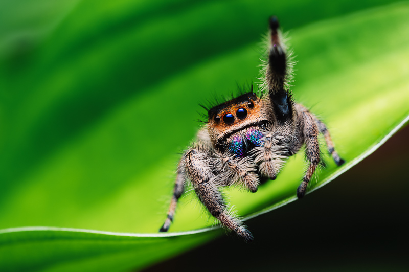 A jumping spider waves one leg as it sits on a leaf.