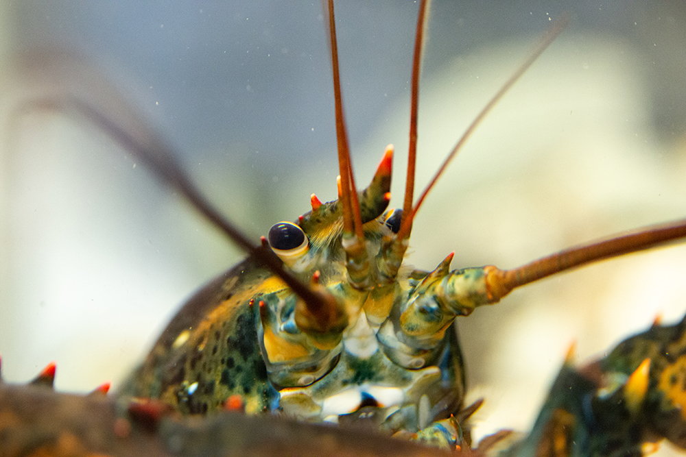 A Maine lobster viewed head-on with red antennae coming out of its thorax.