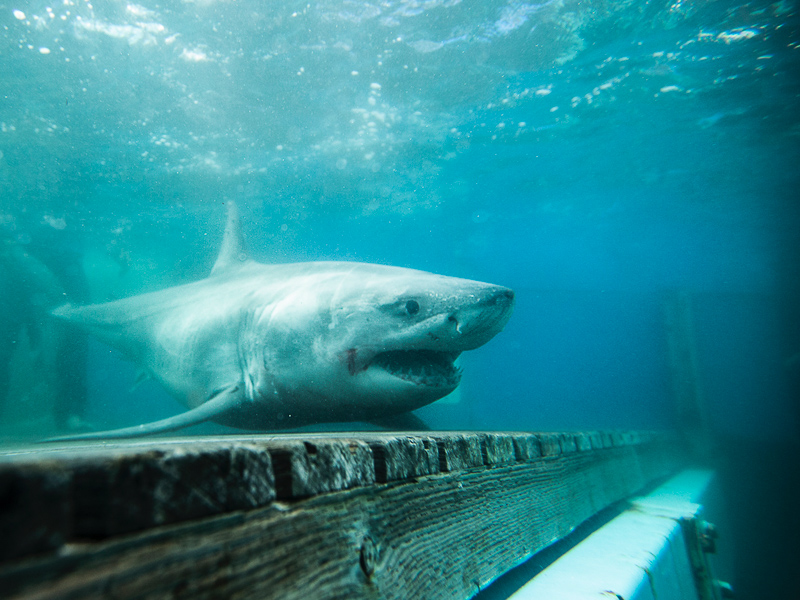 White shark on research boat deck.