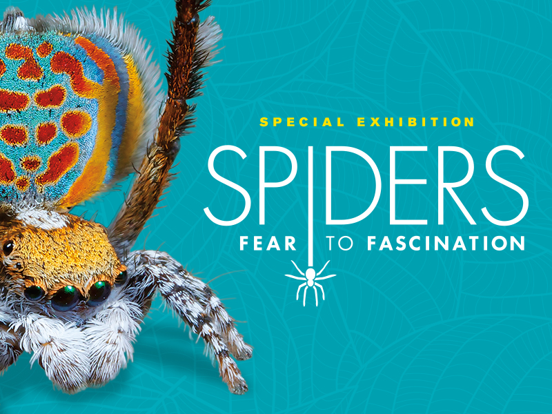 Peacock spider on teal background. Text: Special Exhibition: Spiders: Fear to Fascination.