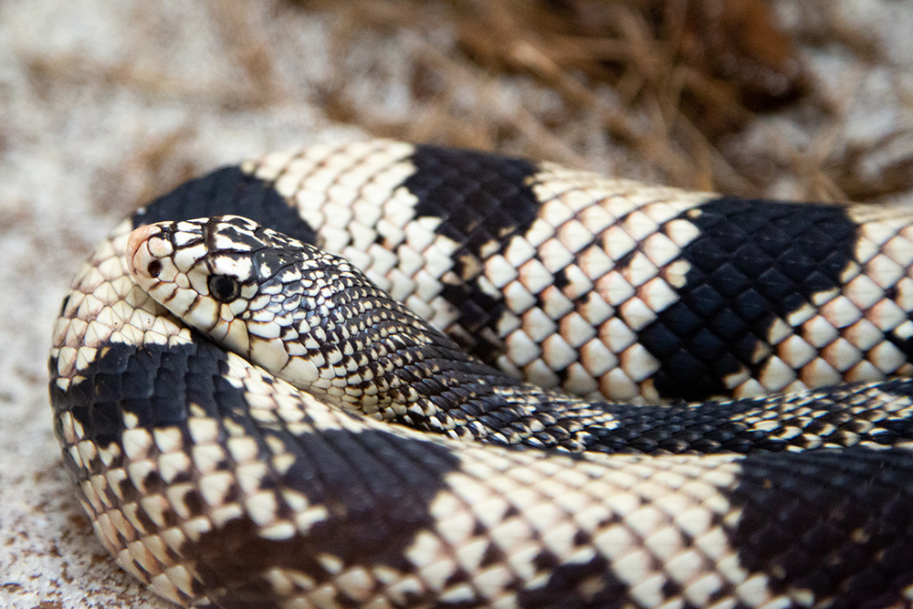 Closeup of a black and white pine snake coiled with its head resting on its body.
