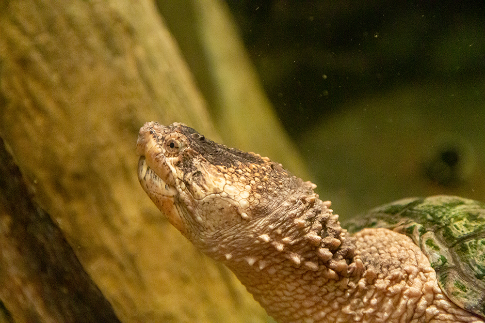 Common snapping turtle with its brown neck extended, revealing a bumpy texture.