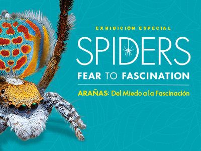 Exhibición Especial - Arañas: Del Miedo a la Fascinación