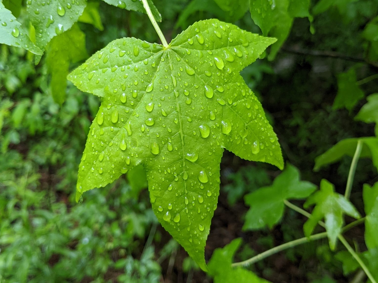 Rain on sweetgum leaf
