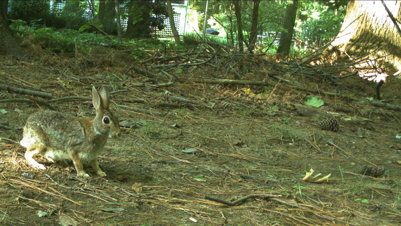 An eastern cottontail captured on camera through the Raleigh Backyard Sustainability Survey Project. Credit: eMammal.