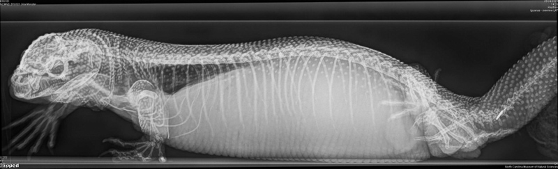 Gila monster X-ray