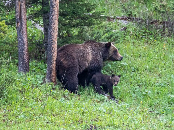 This grizzly bear sow and her two cubs near the road on the way into the park.