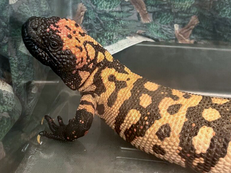 Gila monster