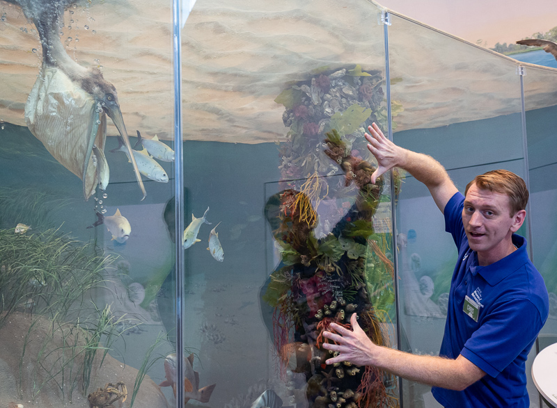 Museum educator Chris Smith reveals secrets of the pelican exhibit at the NC Museum of Natural Sciences.