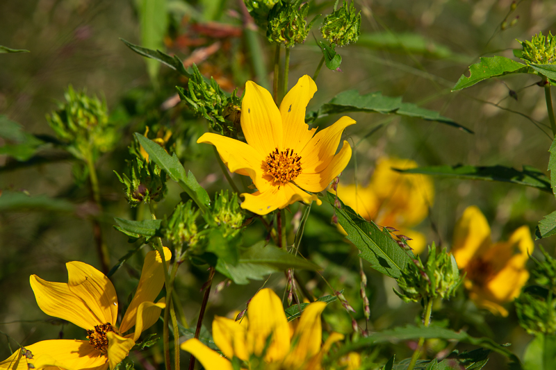 Yellow flowers in the Beggartick genus at Prairie Ridge.