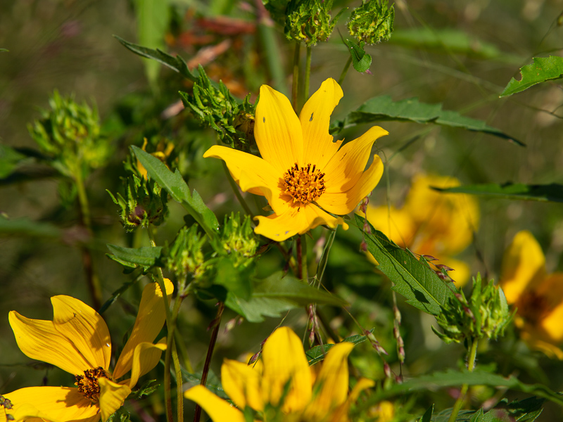 Yellow flowers in the Beggartick genus at Prairie Ridge.
