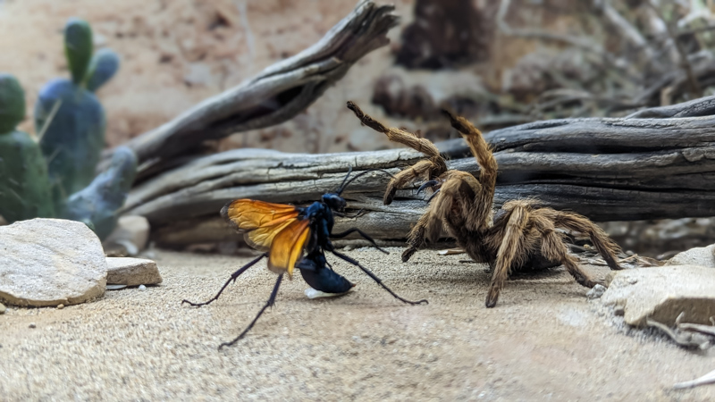 Tarantula fighting a wasp