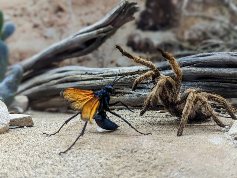 Tarantula fighting a wasp
