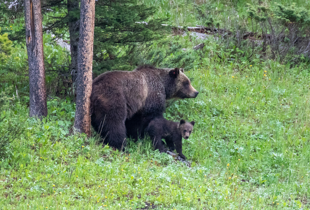 This grizzly bear sow and her two cubs near the road on the way into the park.