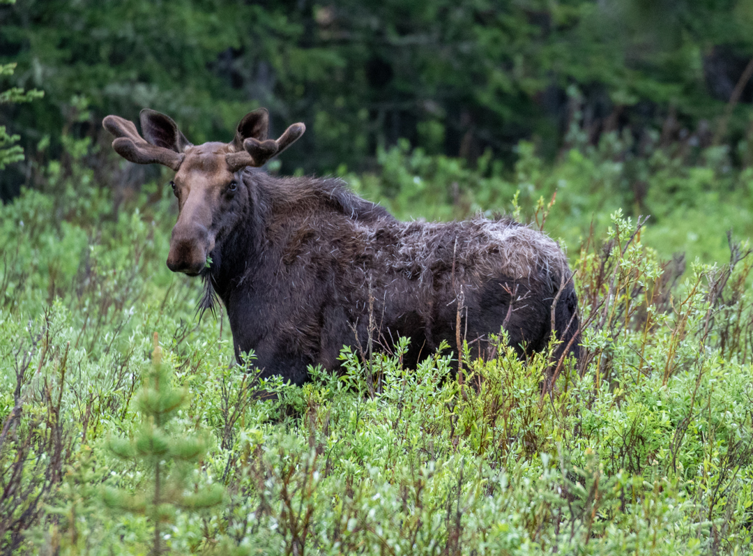 This moose was feeding near Soda Butte Creek not far from our lodge in Silver Gate, MT.