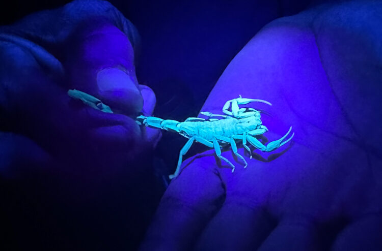 Our guide, Nathan, showed us how the scorpion fluoresces under UV light.