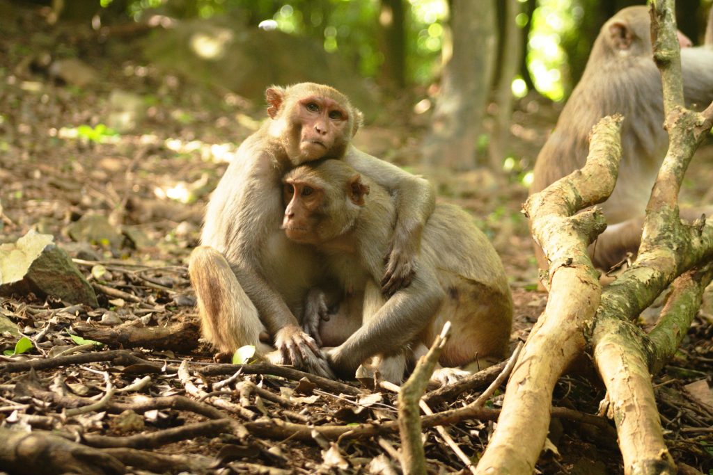 Rhesus macaque monkeys in a forest.