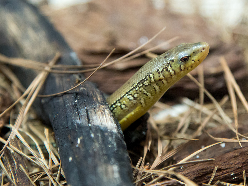 Eastern glass lizard on exhibit at the NC Museum of Natural Sciences in downtown Raleigh.