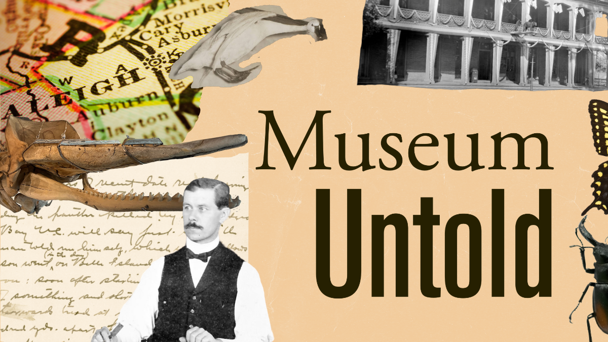 Collage of images depicting history and specimens of the Museum, including a photo of a man in a vest and bow tie, a sperm whale skull, a tundra swan, an old map of Raleigh, a handwritten letter, and an historic photo of the museum exterior. The text reads "Museum Untold"