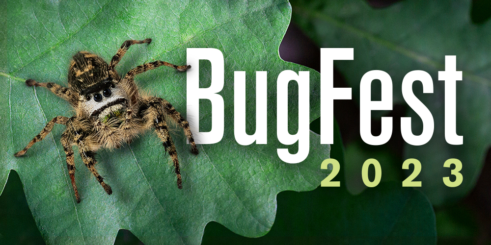 Jumping spider on a leaf; BugFest 2023