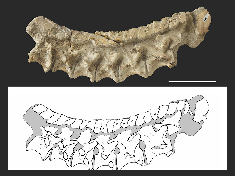Mambachiton fiandohana backbone and diagram showing osteoderms.