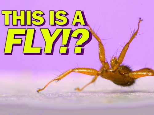 Video: The Weirdest Insect I’ve Ever Filmed! BAT FLY