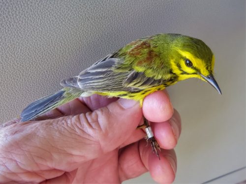 Birds of a feather: An annual summertime bird banding project reunites a group of scientists
