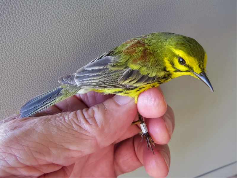 John Gerwin, Research Curator of Ornithology at the North Carolina Museum of Natural Sciences, holds an adult male prairie warbler. The bird models a metal ID band on its leg. Photo: John Gerwin/NCMNS.