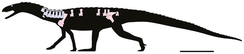 Silhouette reconstruction of Mambachiton fiandohana, showing the recovered bones of this species in blue (neck vertebrae-preserving armor) and pink.