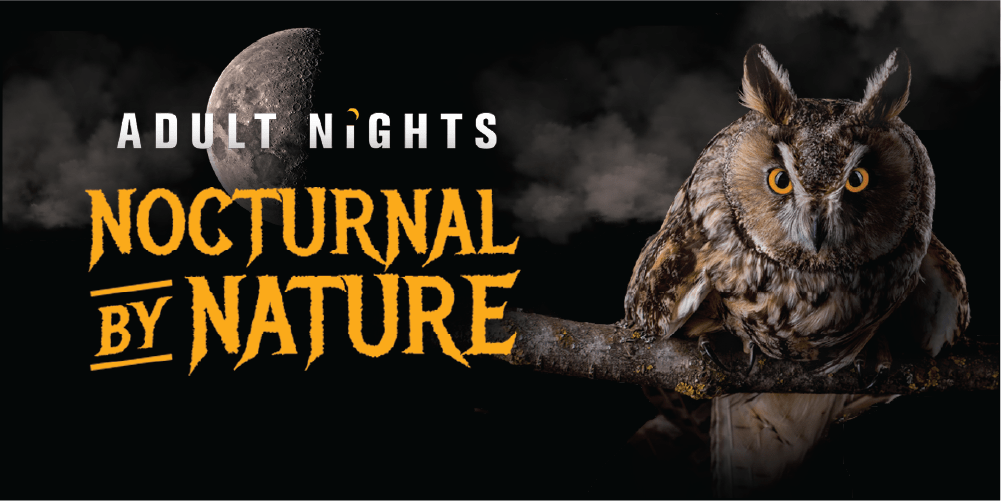 Graphic with half moon and spooky clouds in the background. In the front is a large owl staring menacingly. Text reads "Adult Nights Nocturnal by Nature" in a spooky font.