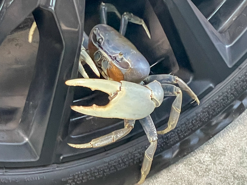 Blue land crab on a vehicle wheel.