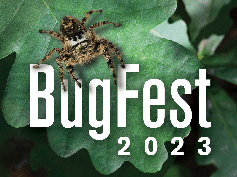 BugFest highlights tarantulas and more at the NC Museum of Natural