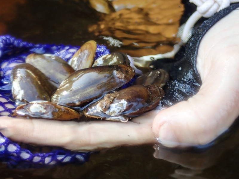 A biologist holds a handful of salamander mussels from the Chippewa River, Wisconsin.