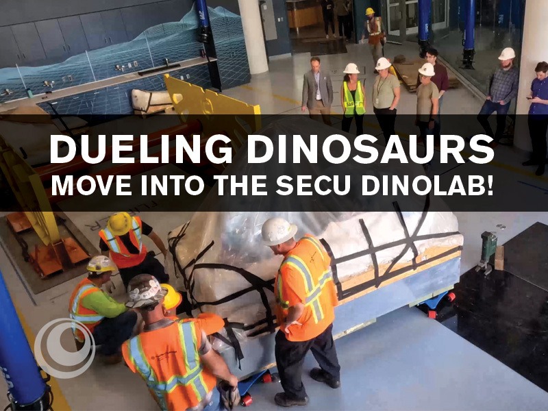 Dueling Dinosaurs move into the SECU DinoLab