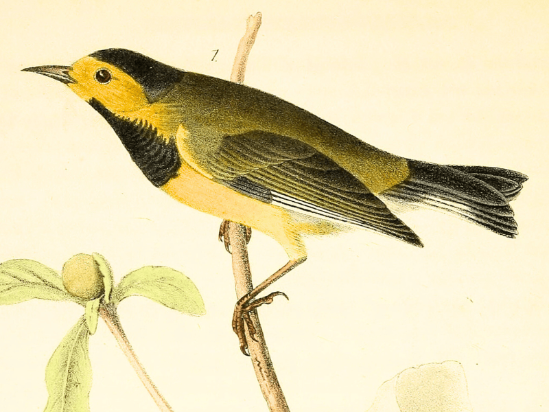 Illustration of a male Bachman's warbler.