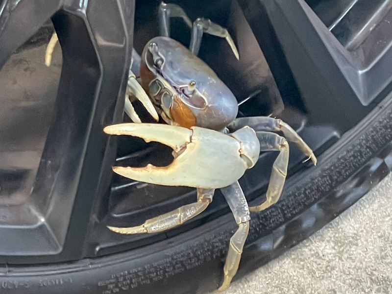 Blue land crab on a vehicle wheel.