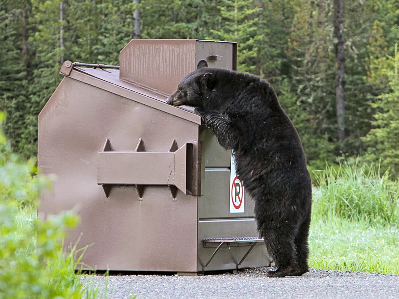 Bear at dumpster in Yellowstone National Park.