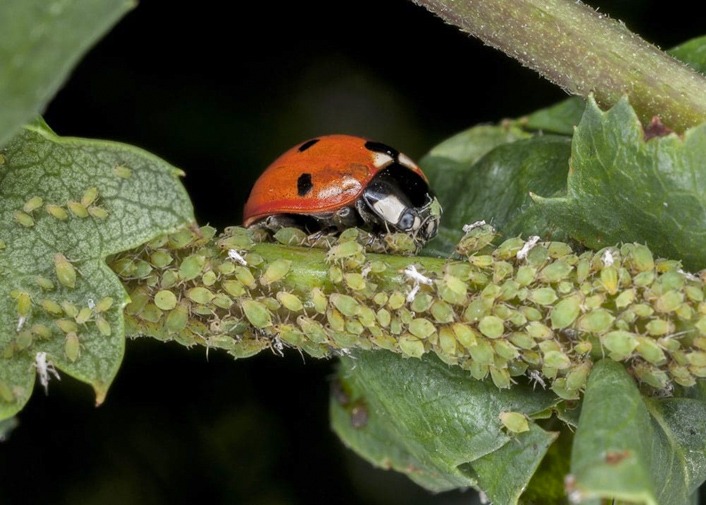 Ladybug on stem with aphids.