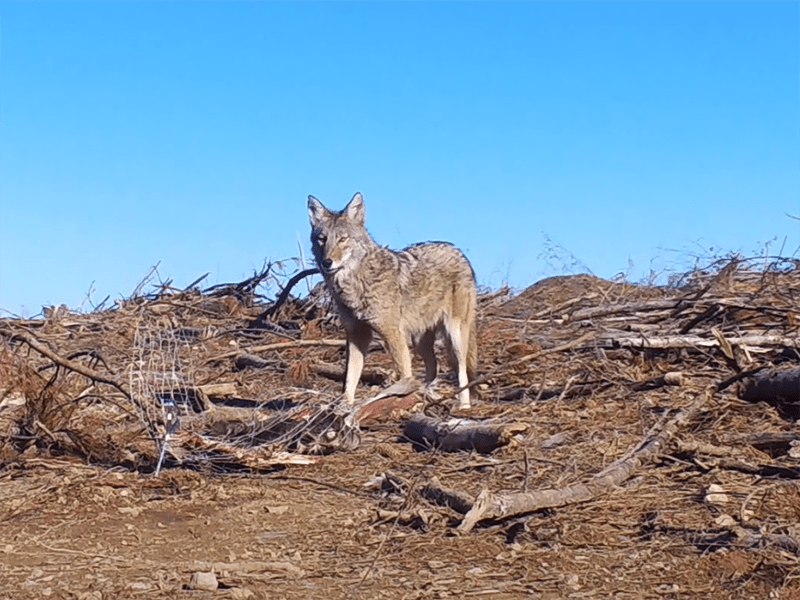A coyote passes a trail camera near the Savannah River in South Carolina.