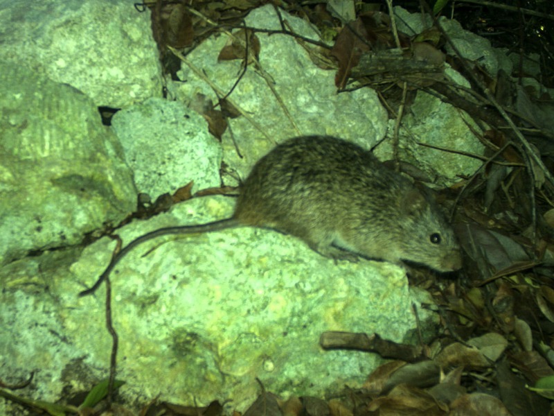 Hispid cotton rat