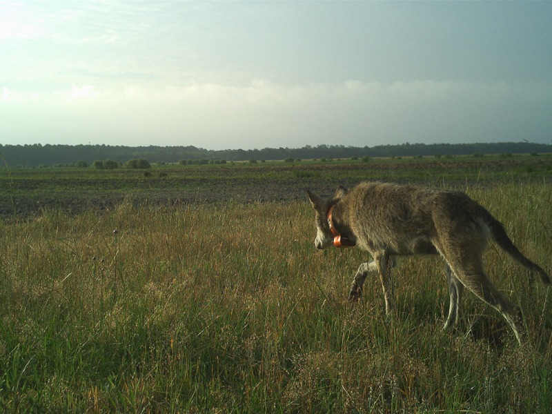 Red Wolf trotting away from the camera trap into a field.