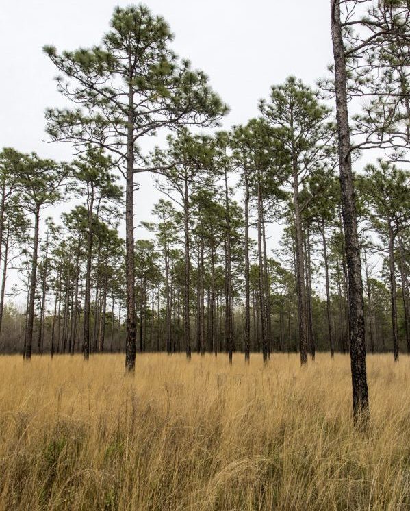 A forest of pine trees with brown wiregrass growing on the ground